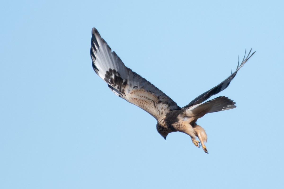 Rough-legged Hawk - ML645655060