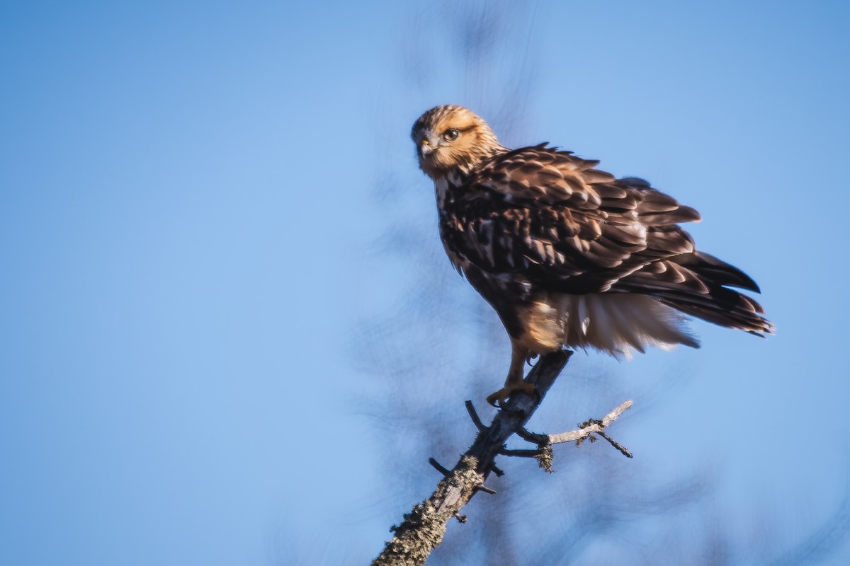 Rough-legged Hawk - ML645655061