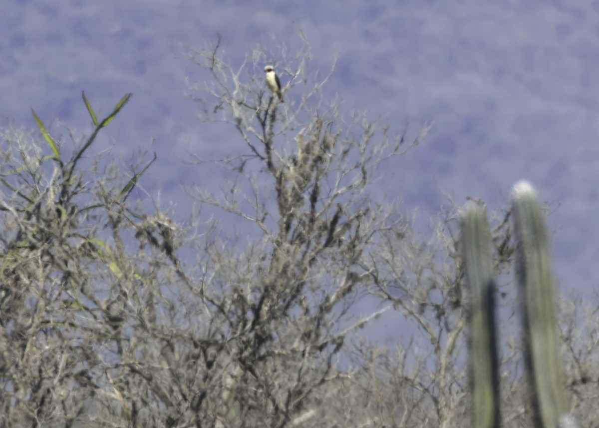 Laughing Falcon - ML645655062