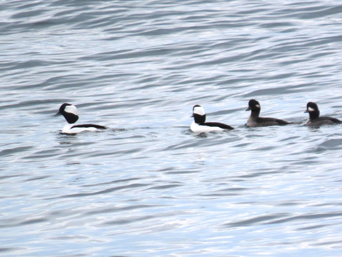 Porrón Albeola - ML645655073