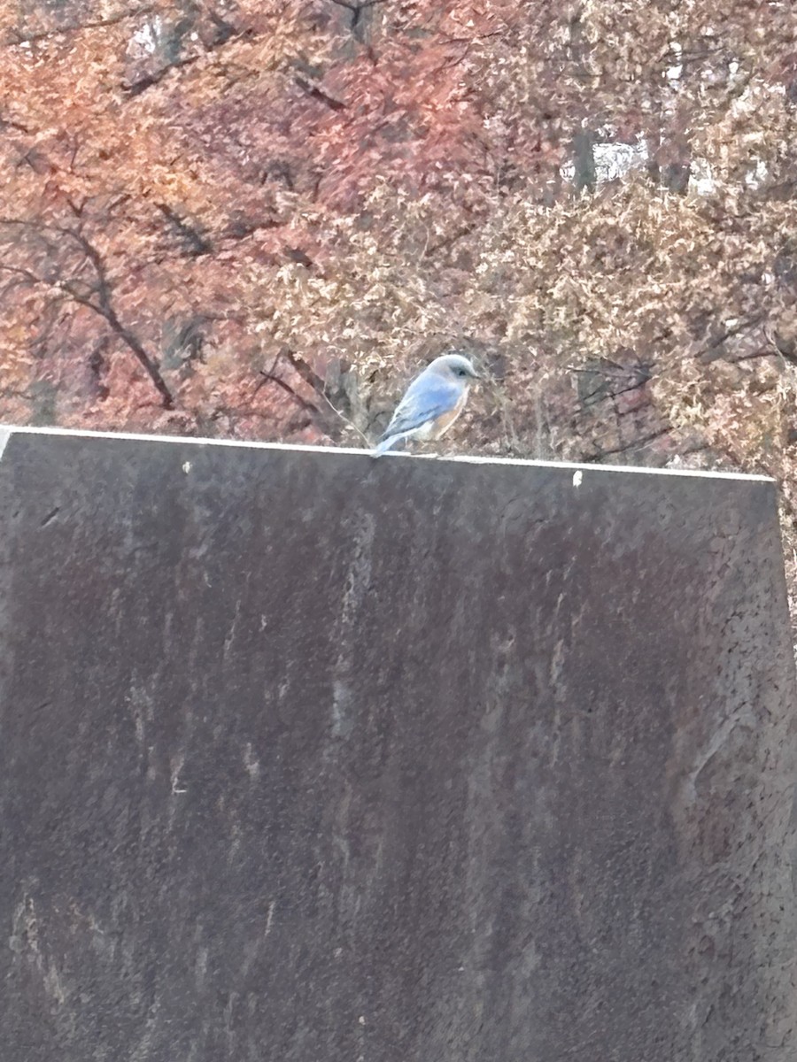 Восточная сиалия - ML645655078