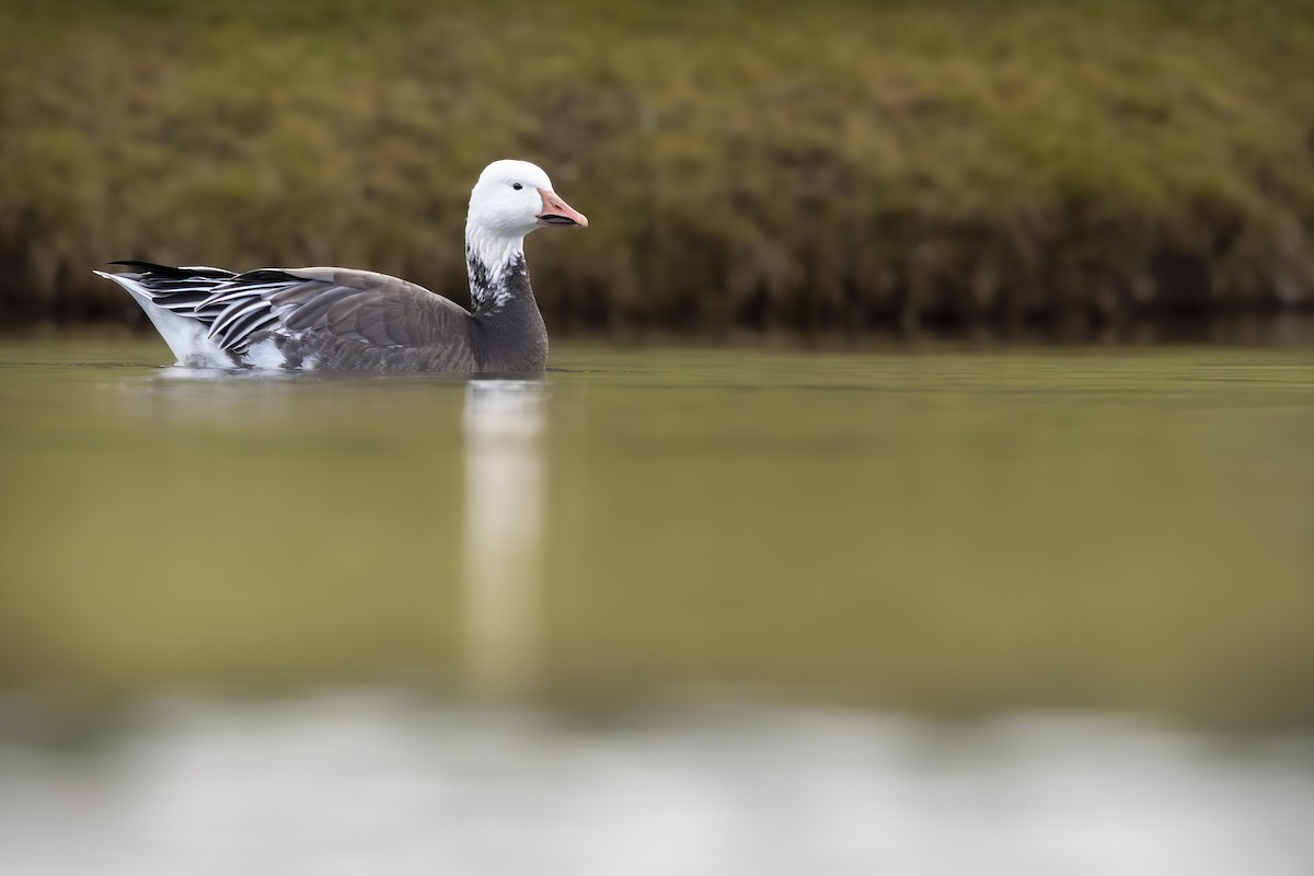 Белый гусь - ML645655082