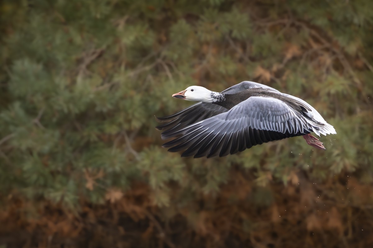 Белый гусь - ML645655083