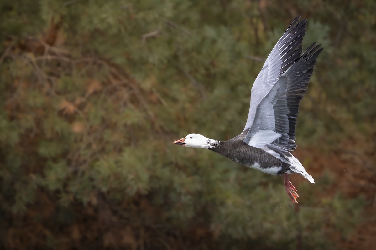 Белый гусь - ML645655084