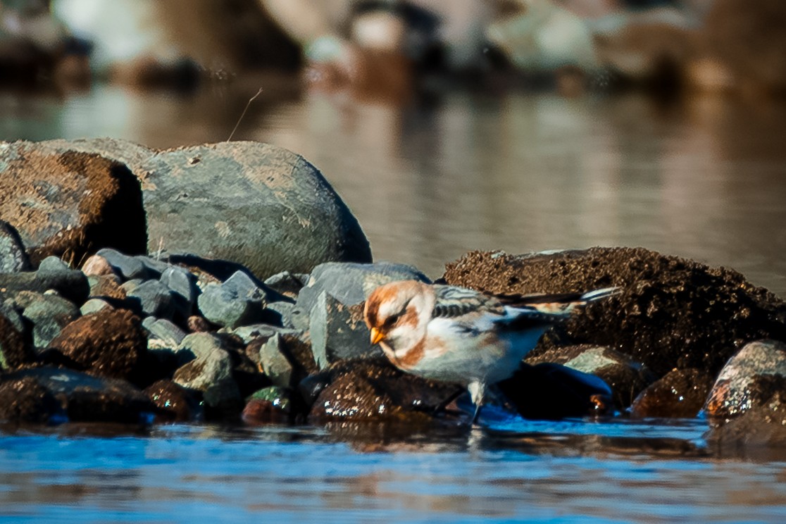 Пуночка - ML645655085