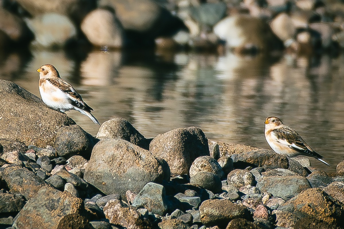 Пуночка - ML645655087