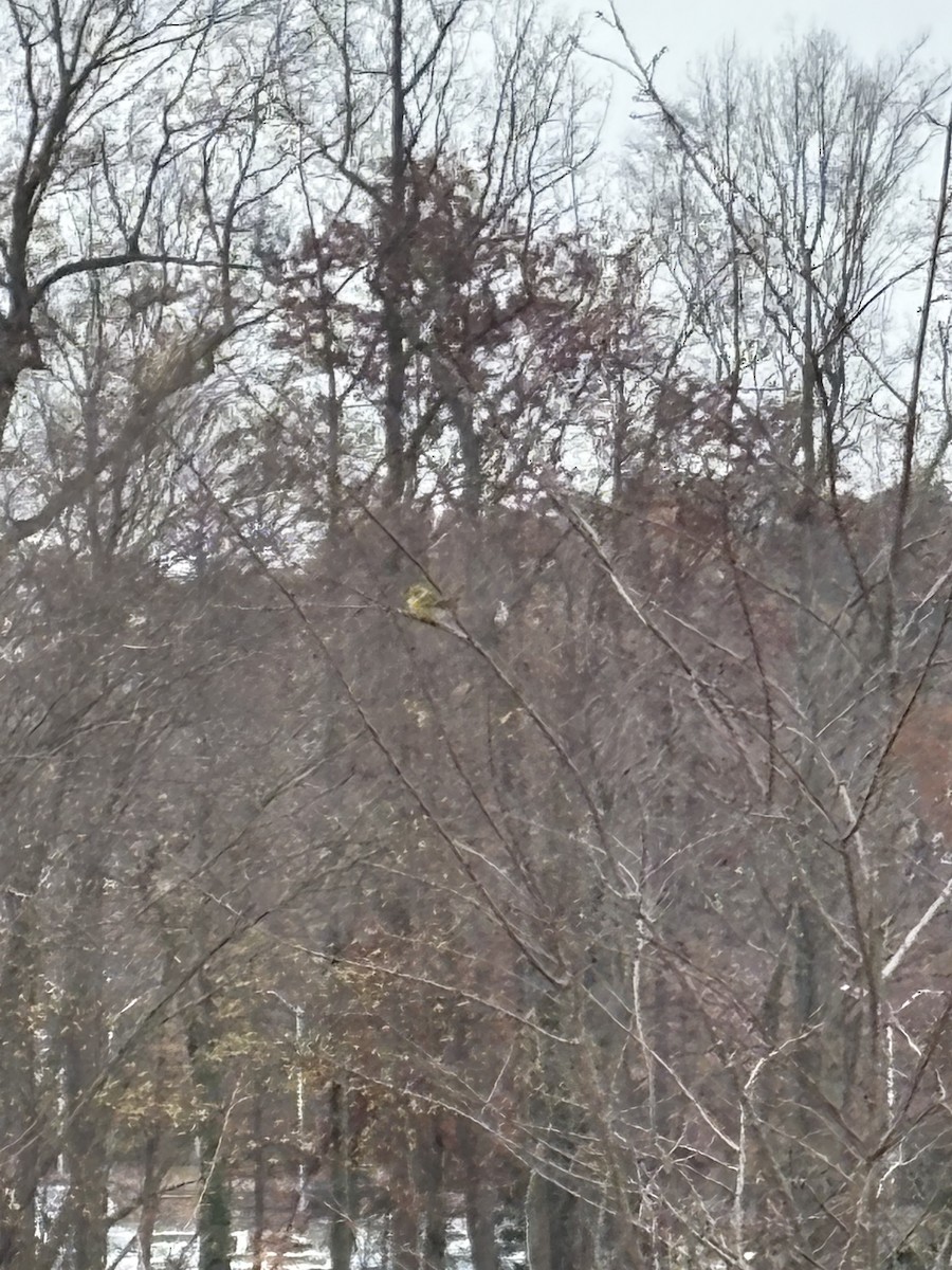 Сосновая древесница - ML645655091