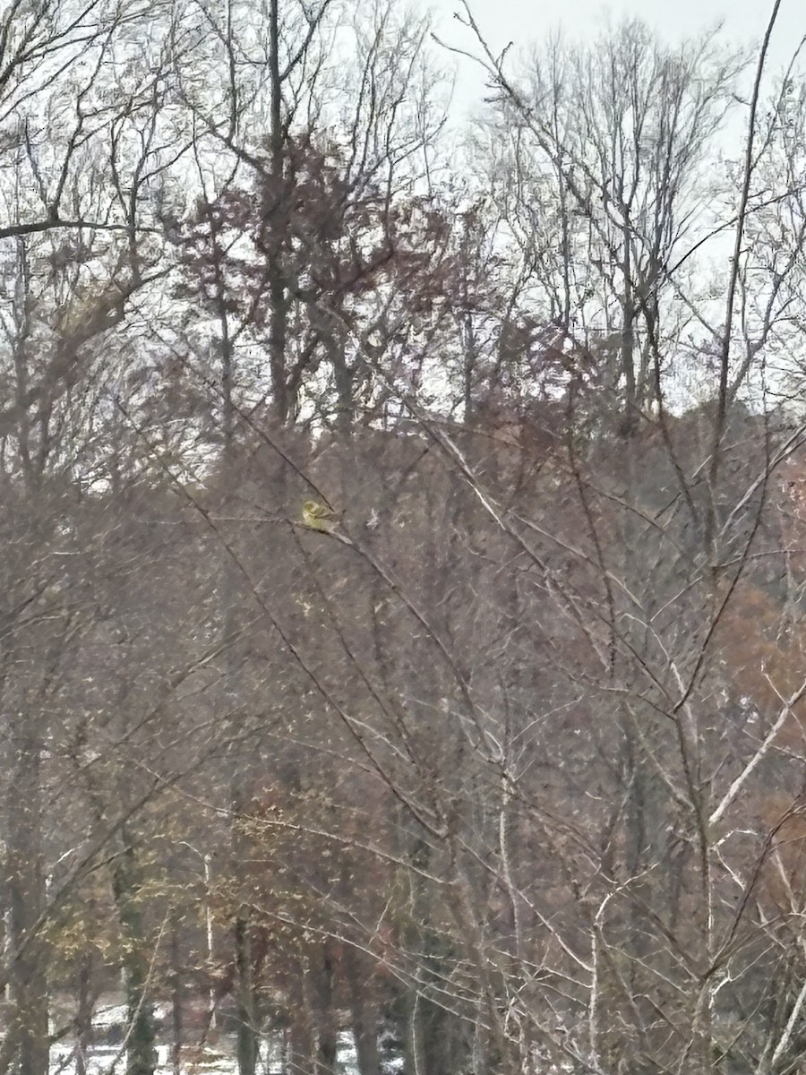 Сосновая древесница - ML645655092