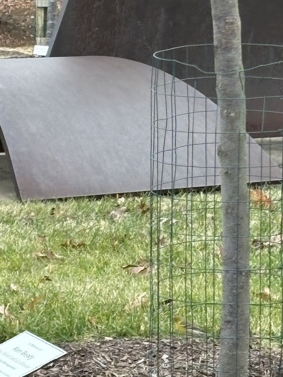 Сосновая древесница - ML645655093