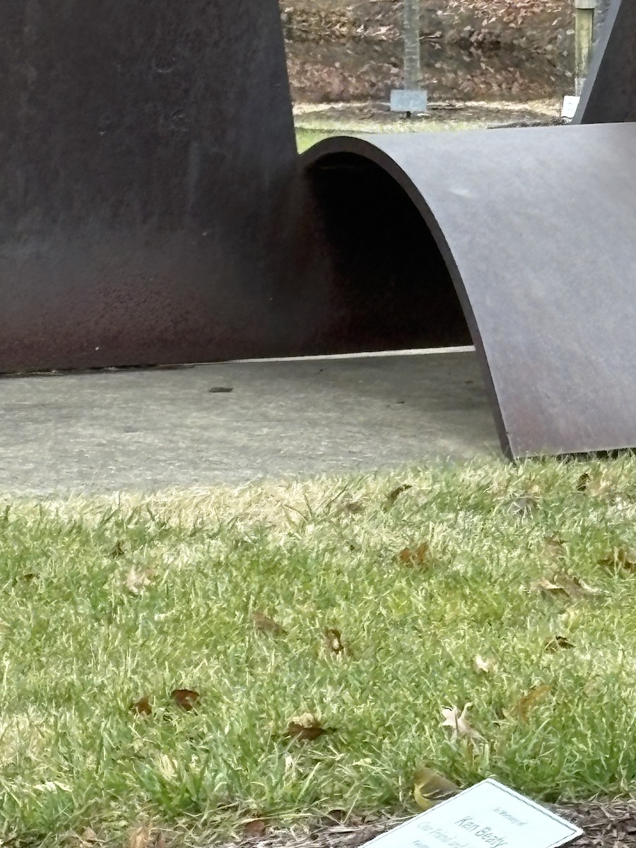 Сосновая древесница - ML645655094