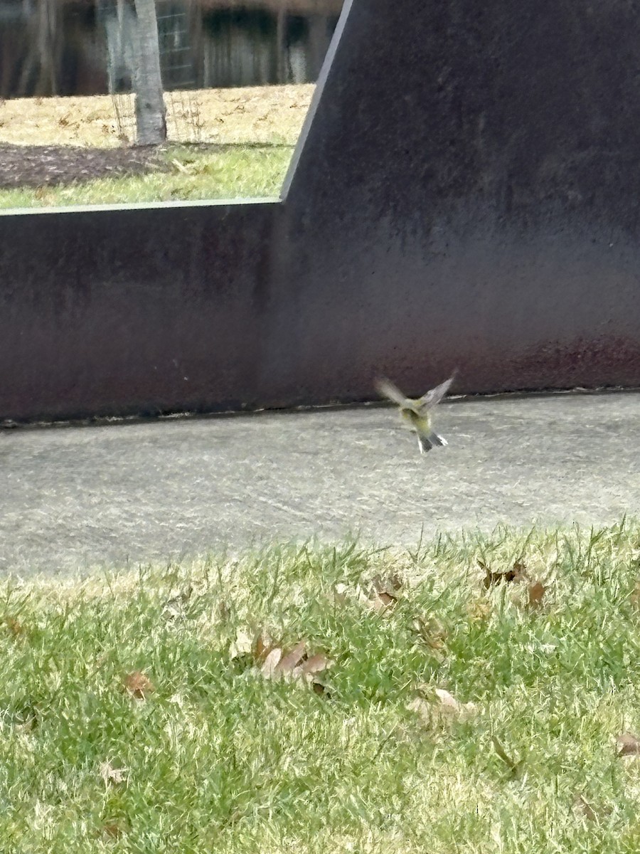 Сосновая древесница - ML645655095