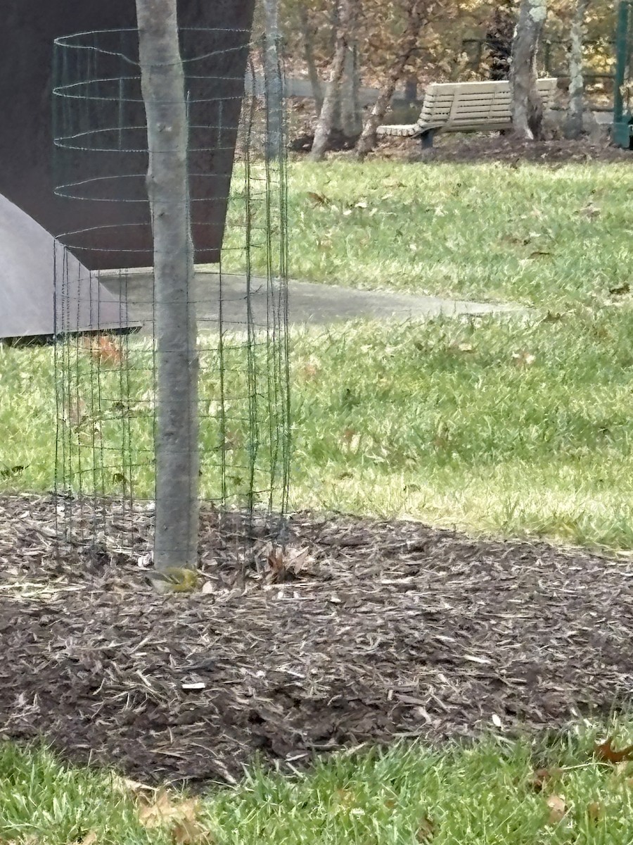 Сосновая древесница - ML645655096