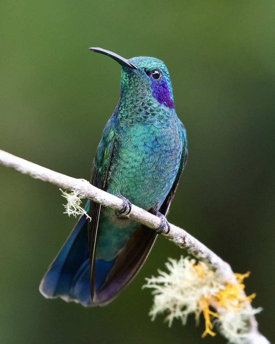 Lesser Violetear - ML645655097