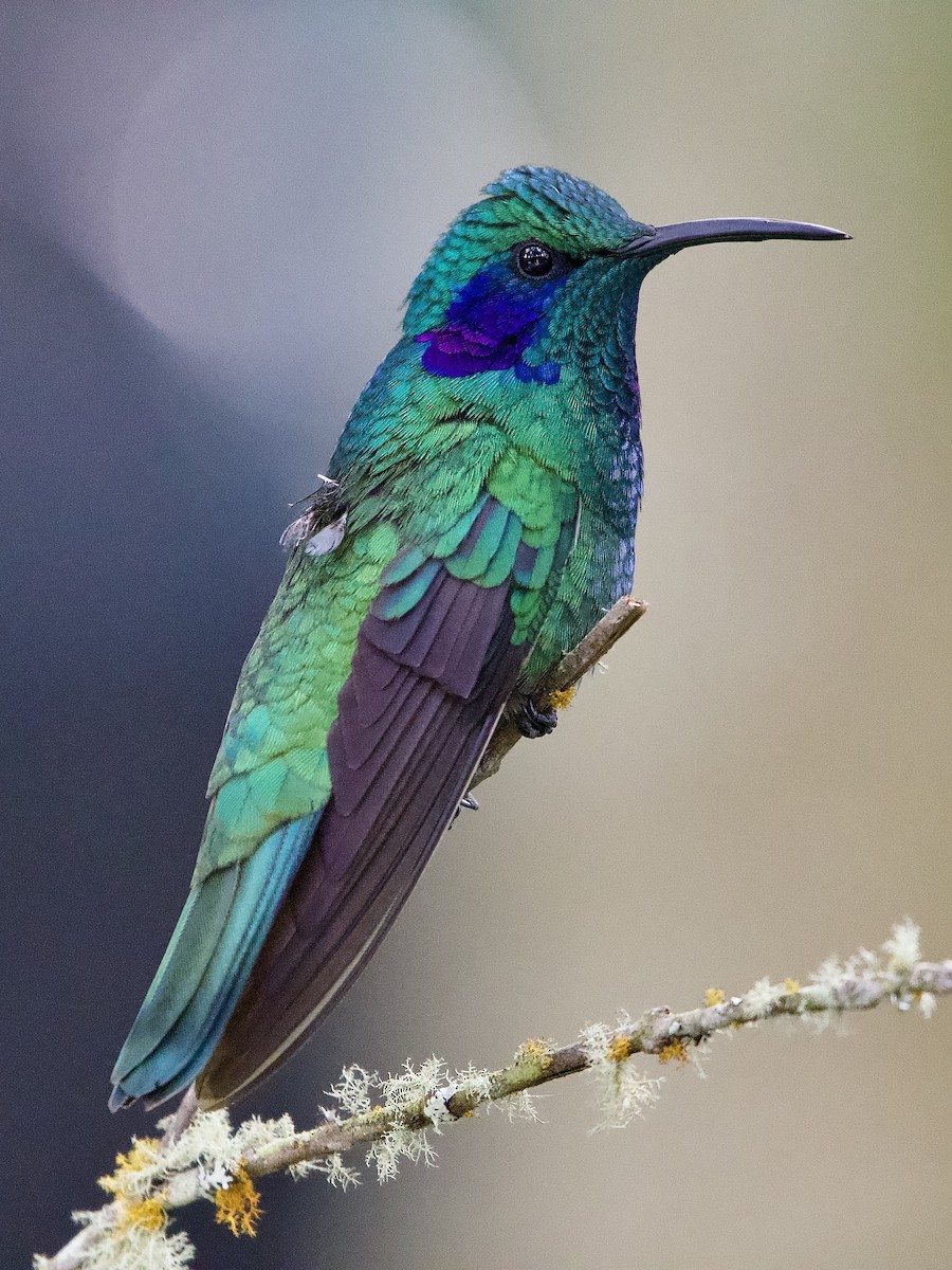 Lesser Violetear - ML645655100