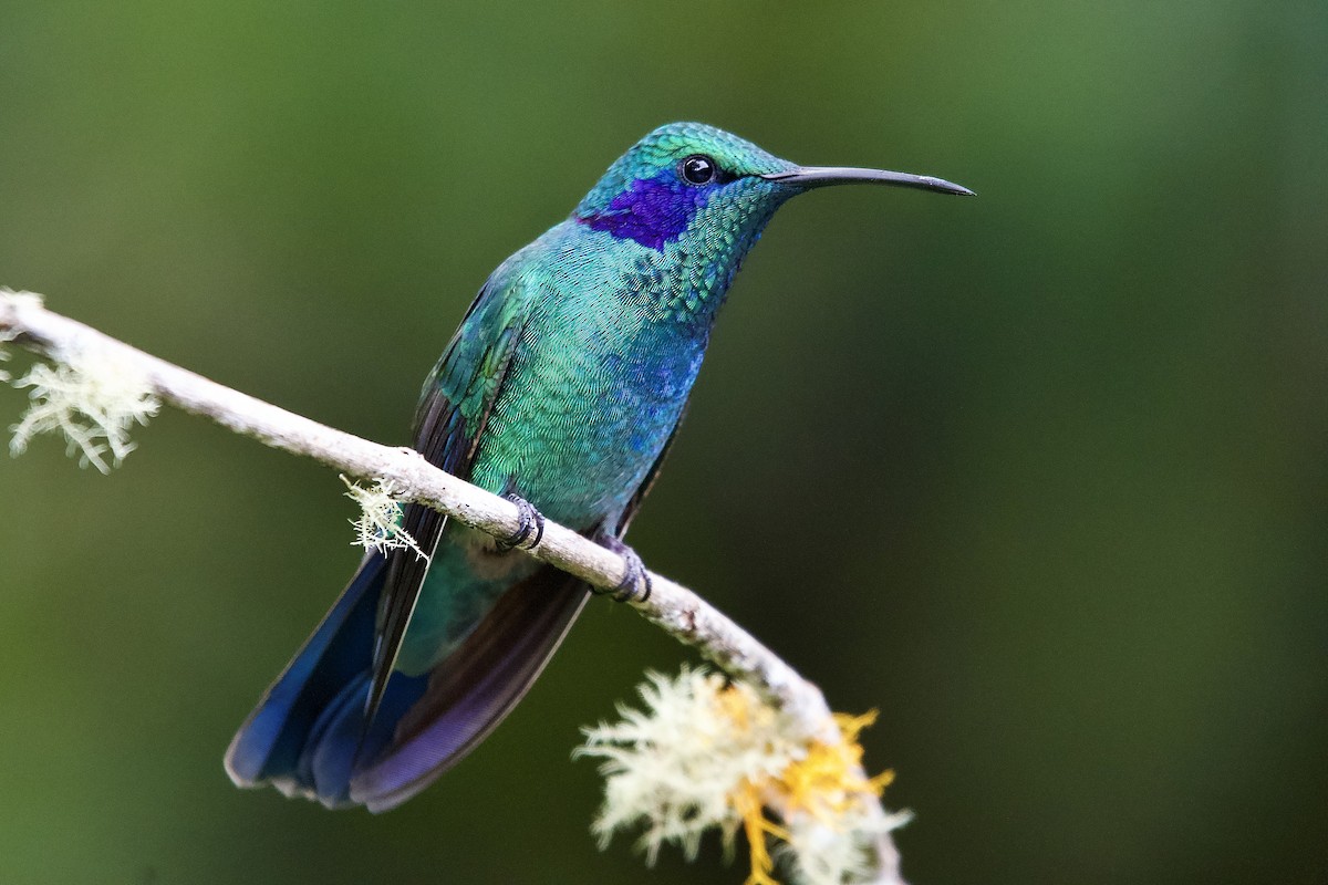 Lesser Violetear - ML645655101