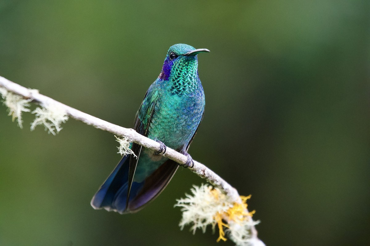 Lesser Violetear - ML645655102