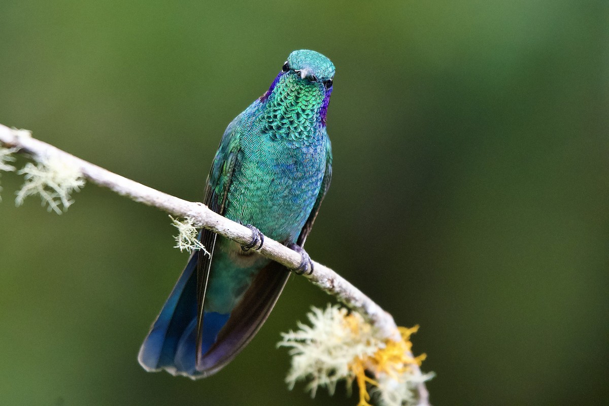 Lesser Violetear - ML645655103