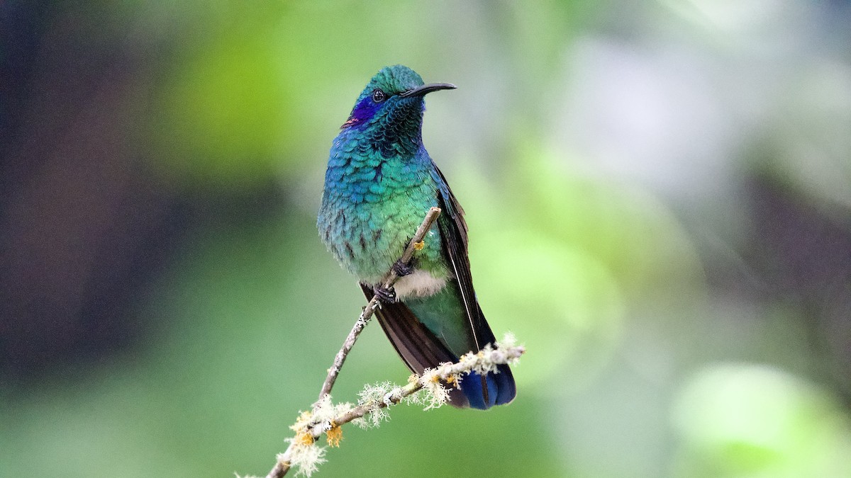 Lesser Violetear - ML645655104