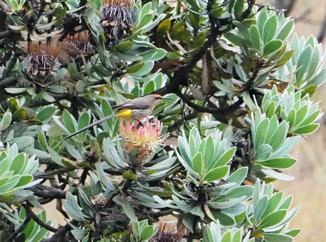 Натальская сахарная птица - ML645655106