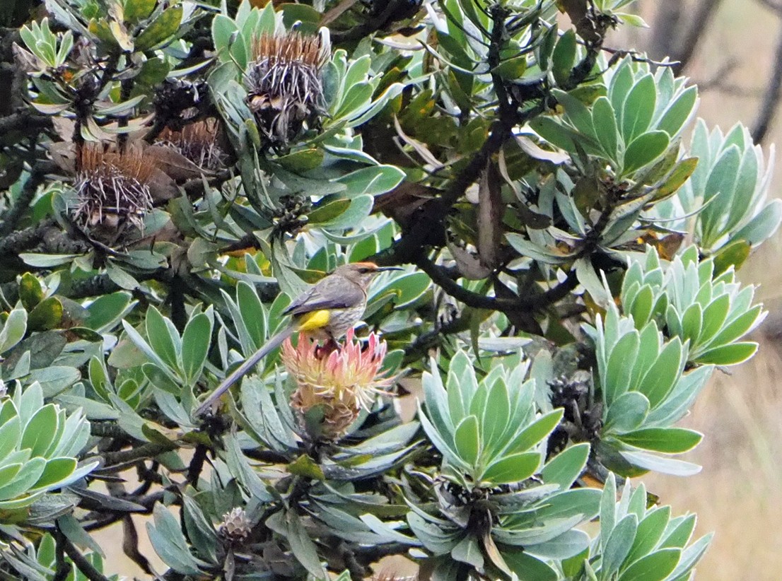 Натальская сахарная птица - ML645655107