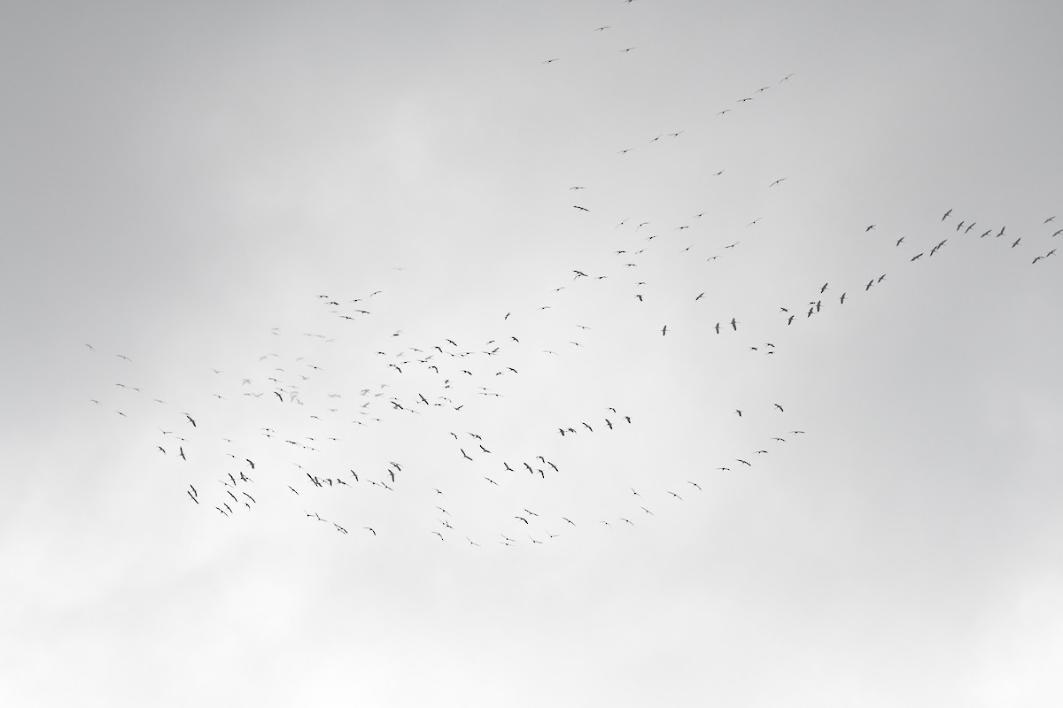 Хархираа тогоруу - ML645655114