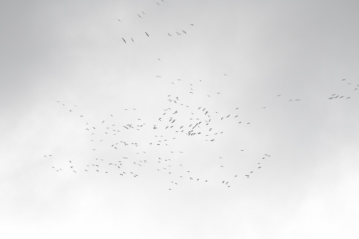 Хархираа тогоруу - ML645655115