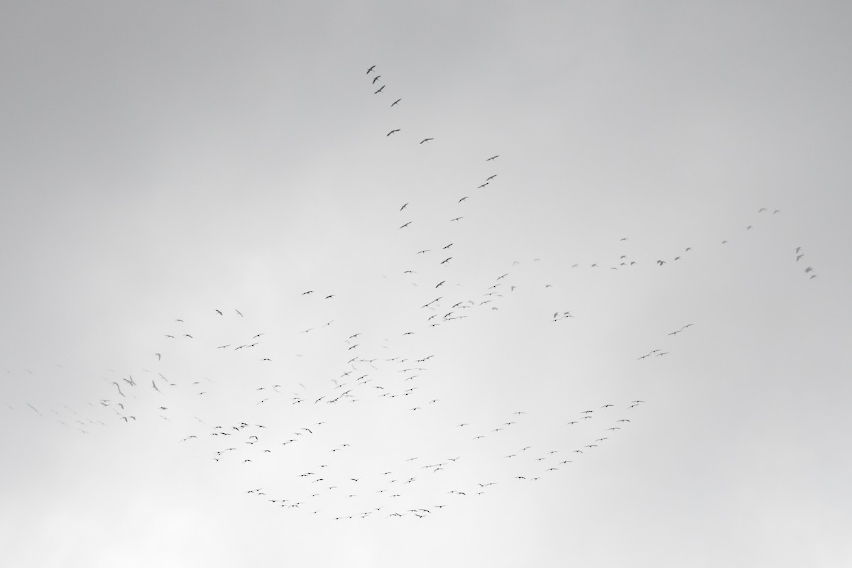 Хархираа тогоруу - ML645655116