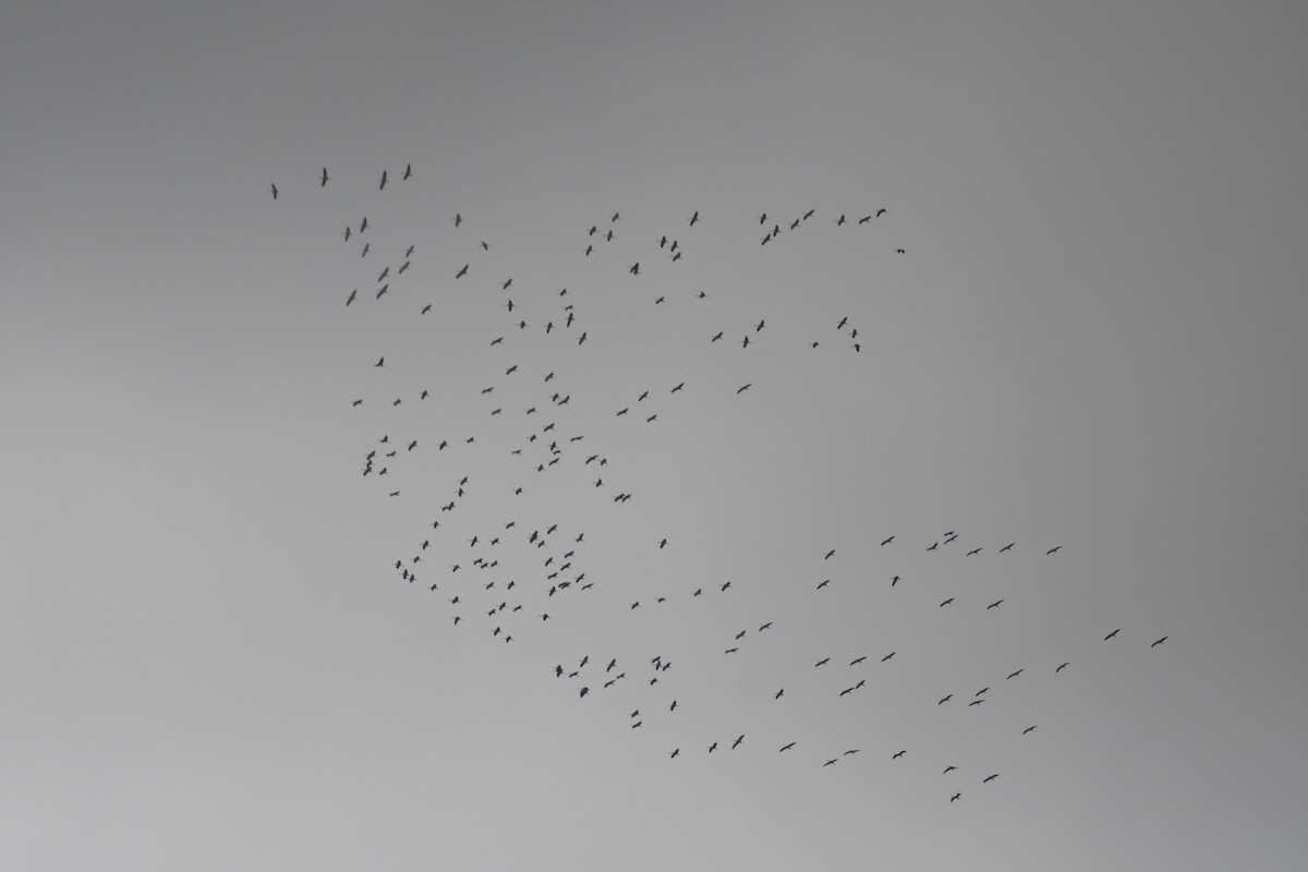 Хархираа тогоруу - ML645655117