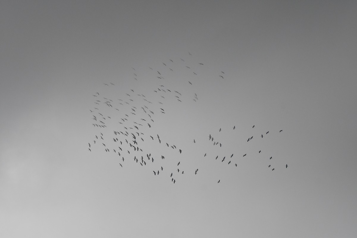 Хархираа тогоруу - ML645655118