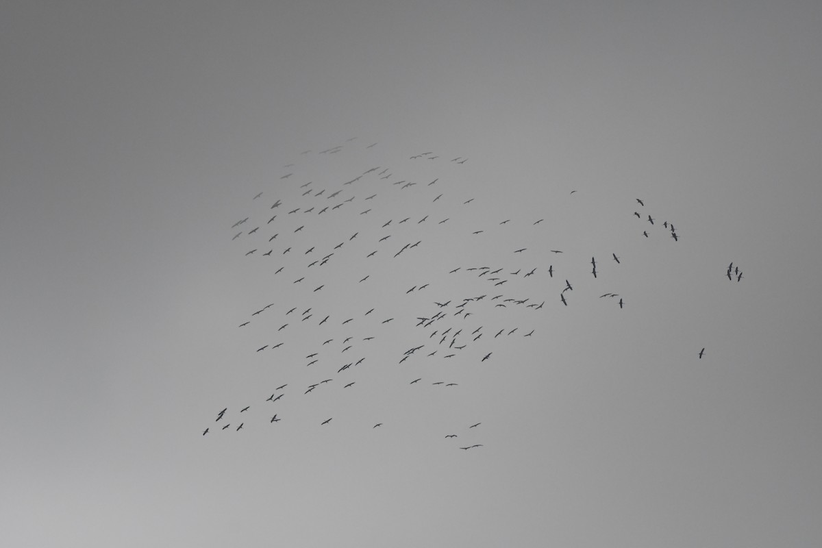 Хархираа тогоруу - ML645655119