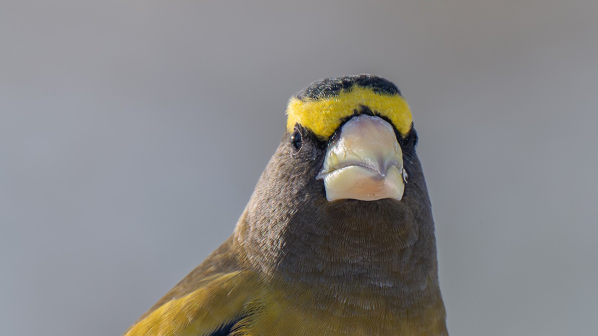 Вечерний дубонос - ML645655120