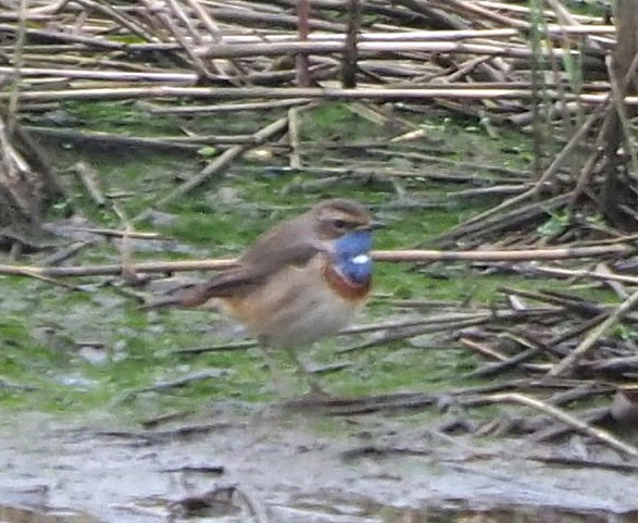 Варакушка - ML645655124