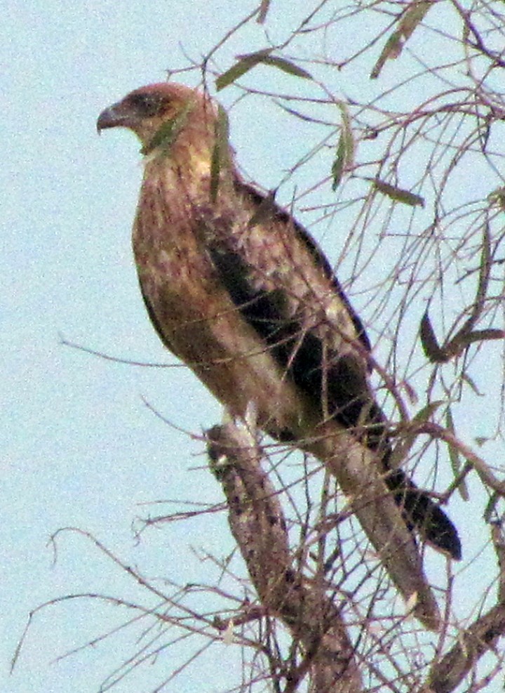 Коршун-свистун - ML645655126