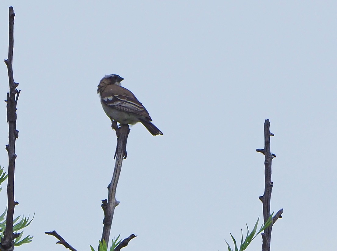 Белобровый коробиндо - ML645655127