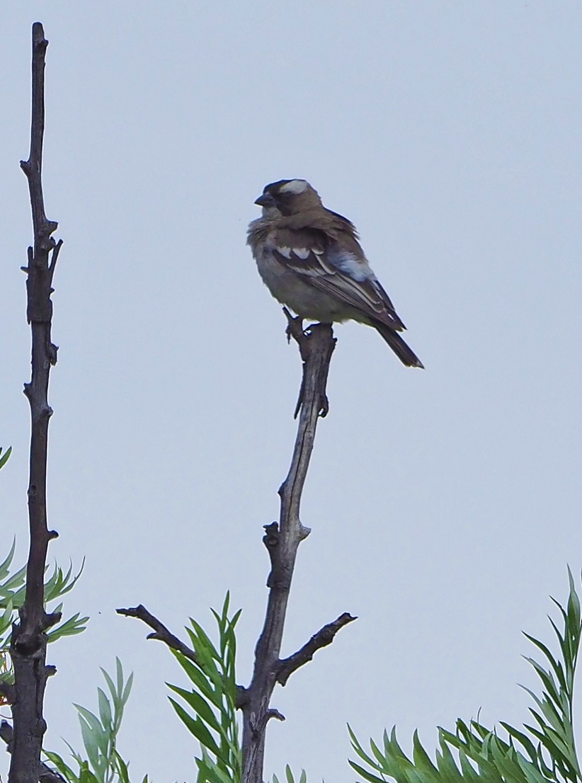 Белобровый коробиндо - ML645655128