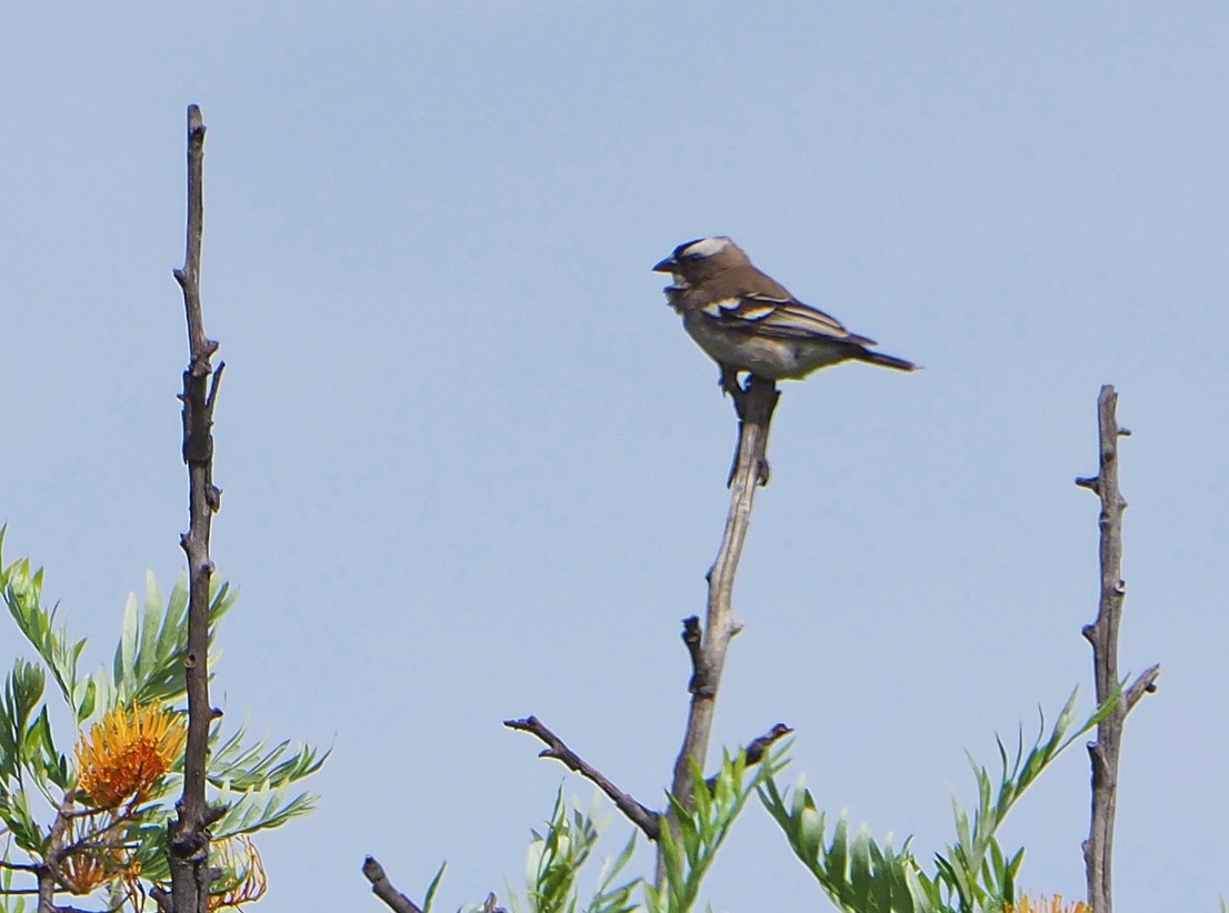 Белобровый коробиндо - ML645655129