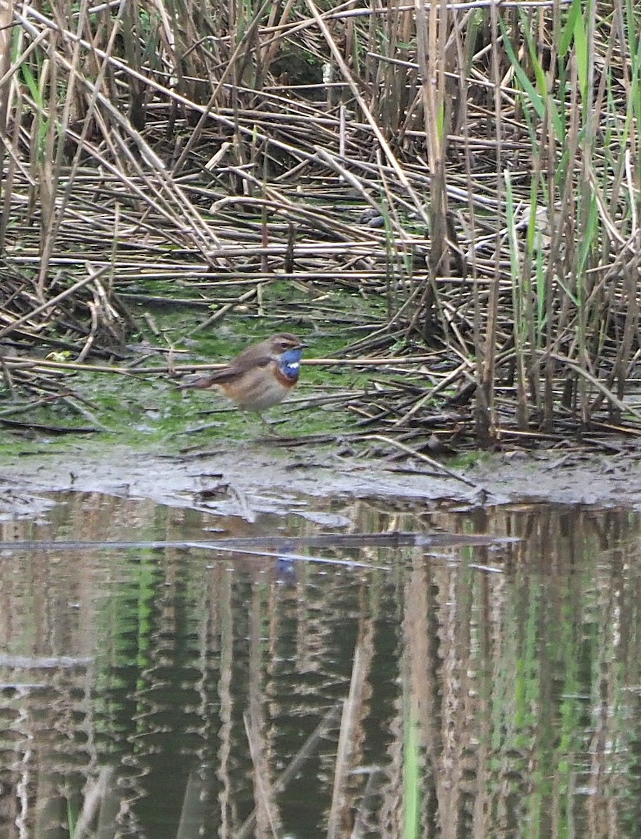 Варакушка - ML645655130