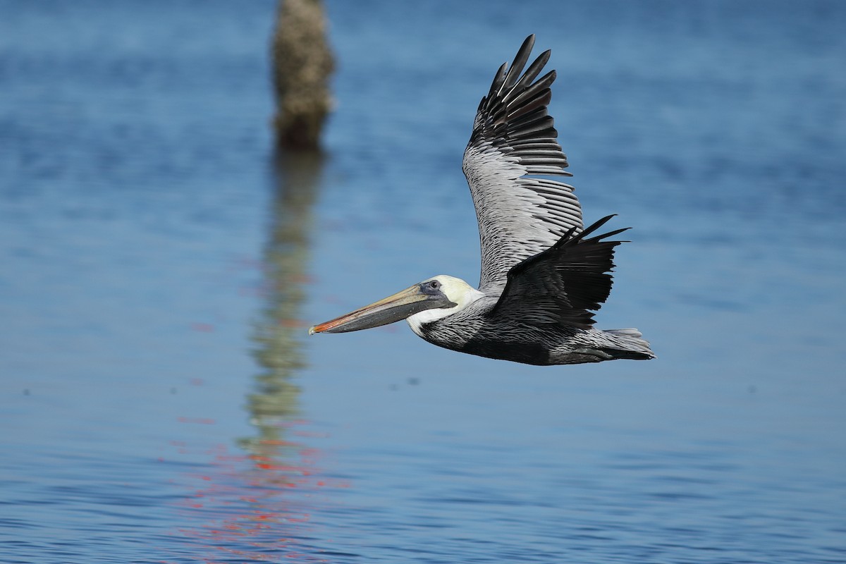 Бурый пеликан - ML645655132