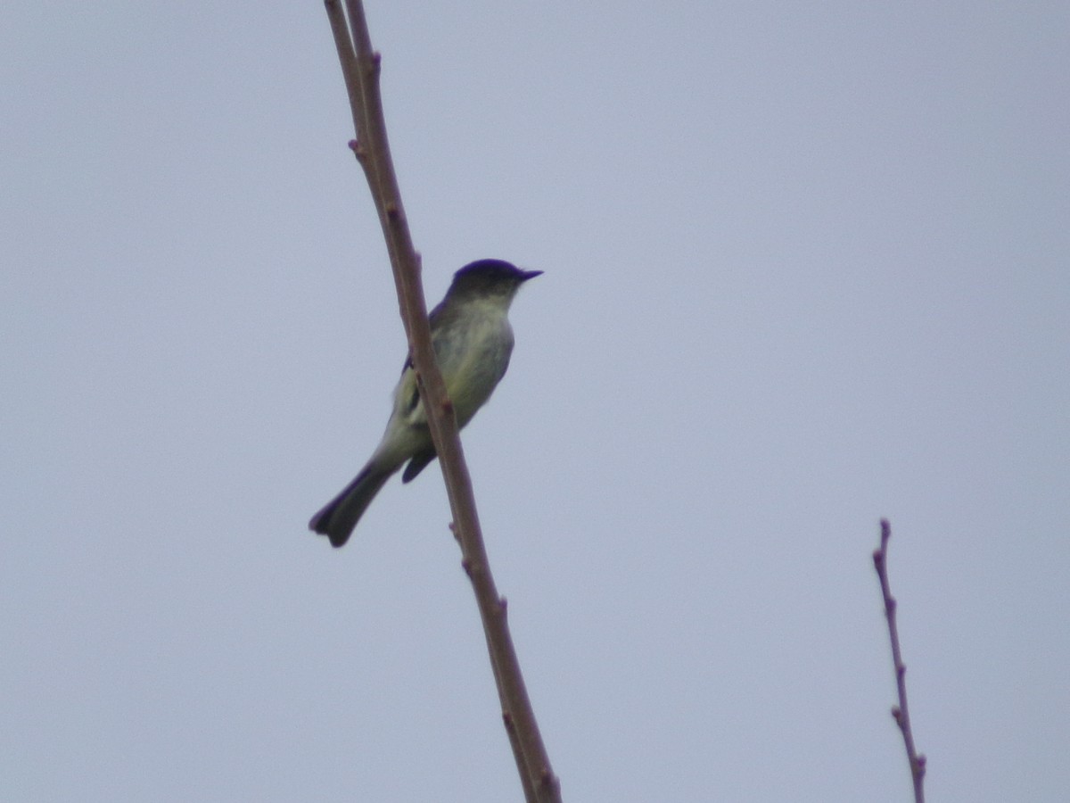 Светлобрюхий фиби - ML645655133