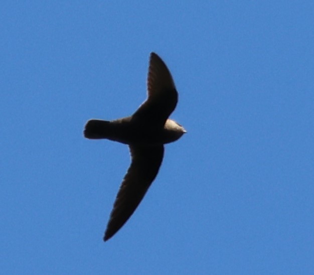 Great Dusky Swift - ML645655135