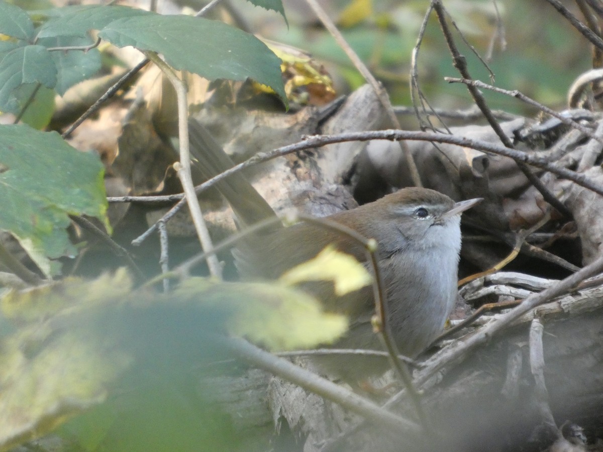 cetie jižní - ML645655142