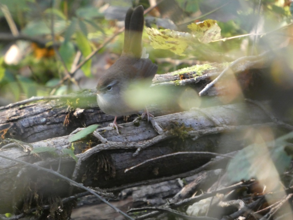 cetie jižní - ML645655143