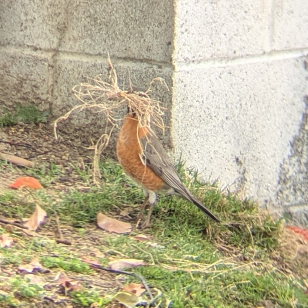 American Robin - ML645655150