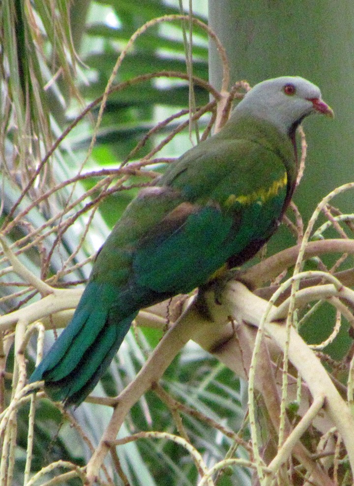 Wompoo Fruit-Dove - ML645655154