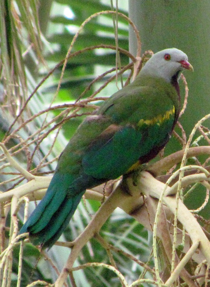 Wompoo Fruit-Dove - ML645655155