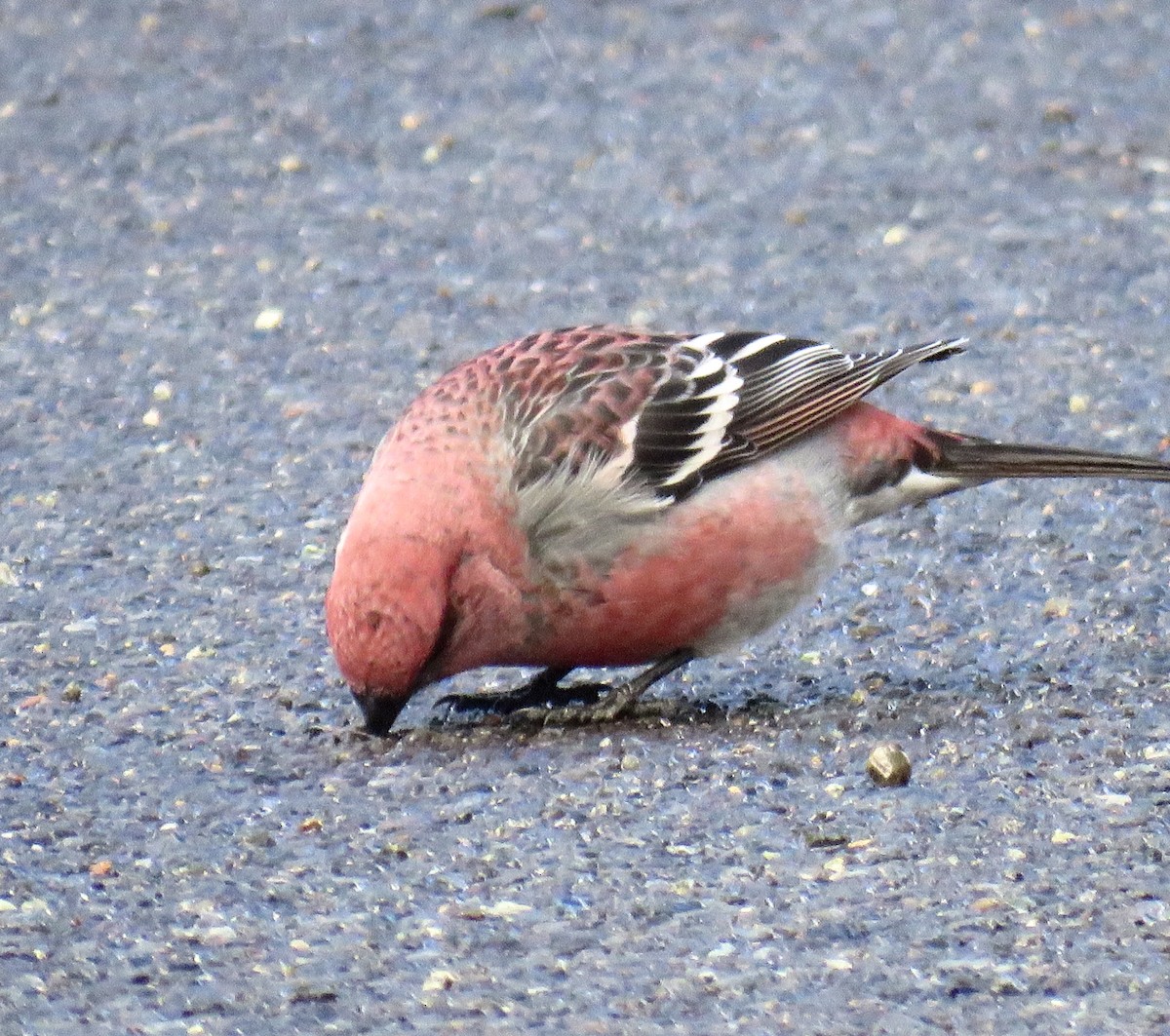 Pine Grosbeak - ML645655160