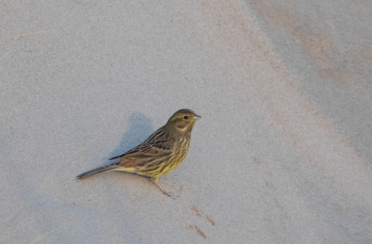 Yellowhammer - ML645655161