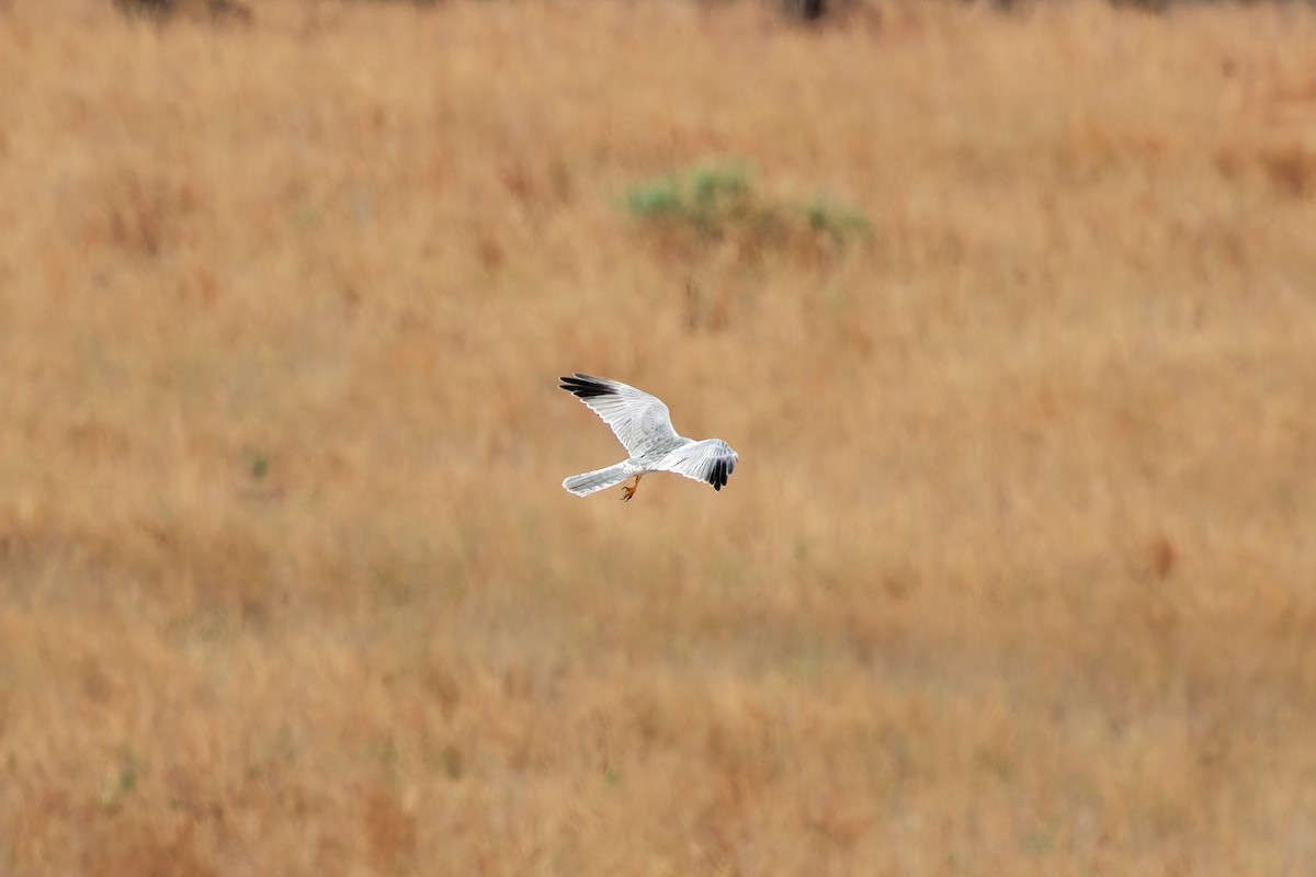 Aguilucho Papialbo - ML645655169