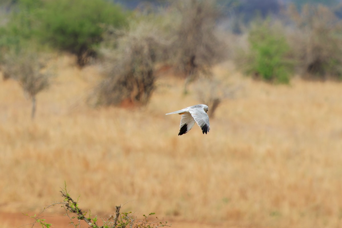 Aguilucho Papialbo - ML645655170