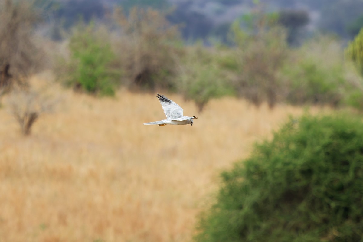 Aguilucho Papialbo - ML645655171